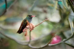 Amazilia hummingbird photographed with Fuji 56mm f/1.2!