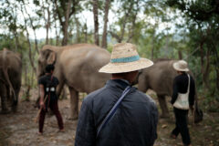 Elephant, northern Thailand