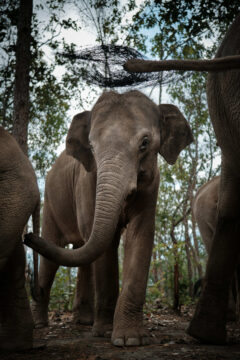 Elephants, northern Thailand