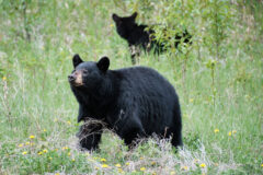 Black bear and cub