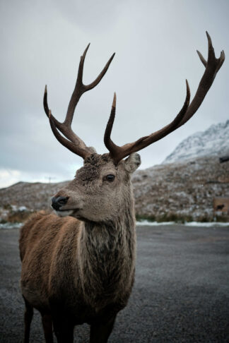 Red deer stag, Scotland
